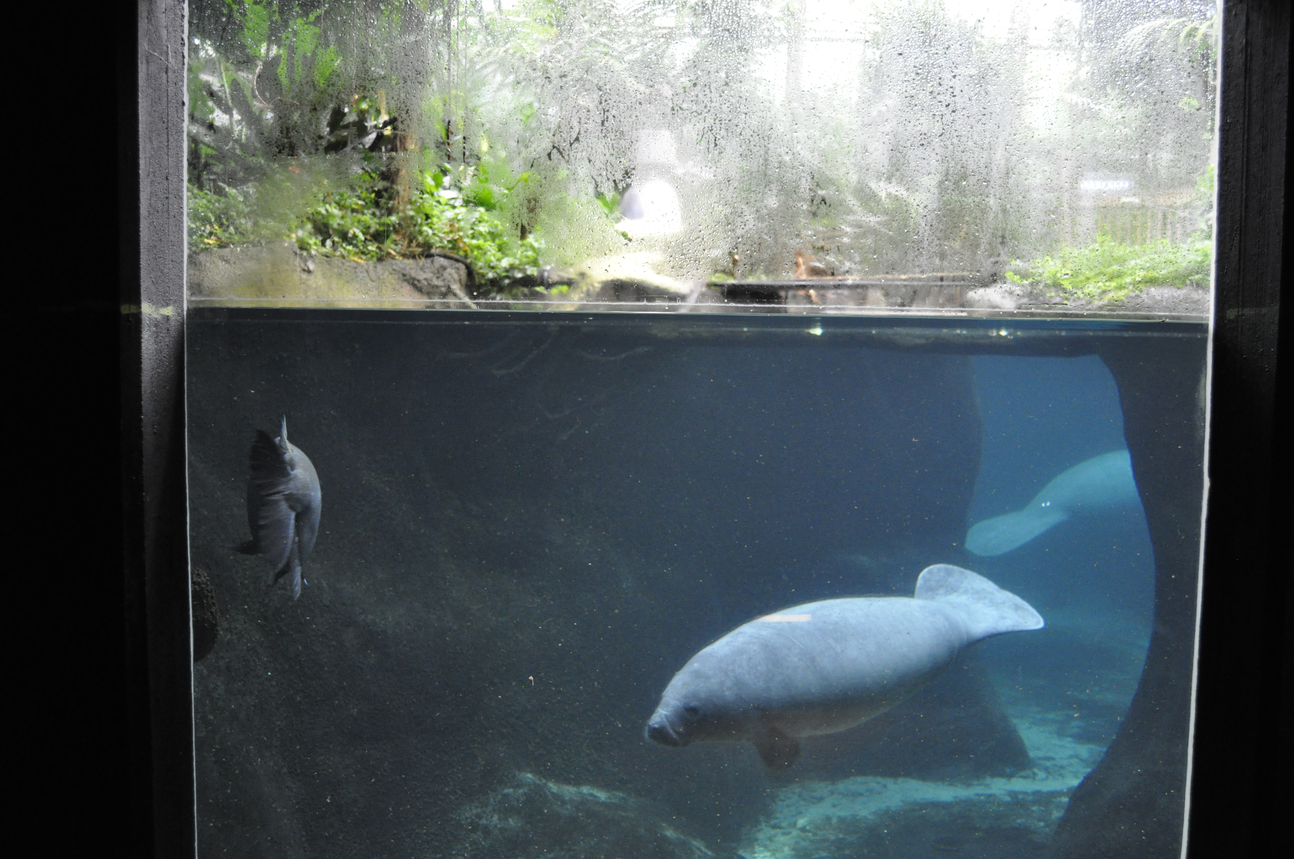 Insatech_Odense_zoo_søko